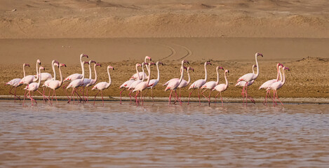 flamingos in the lake