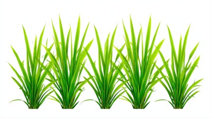 Vibrant Green Grass Tufts Isolated on White Background, Ideal for Spring and Nature Designs