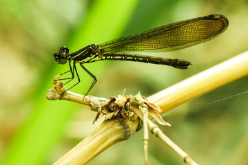 Striped damselfly resting on a wooden stick in the sun.