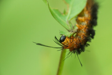 Fototapeta premium Ornate hairy caterpillar eating a green leaf.