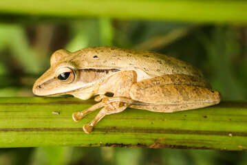 Obraz premium Side view of common tree frog resting on a green plant.
