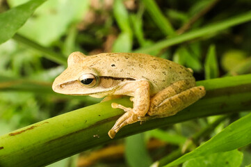 Light brown tree frog perched on green branch side view.