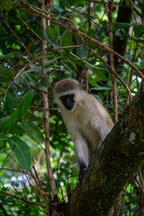 Vervet Monkey on a Tree
