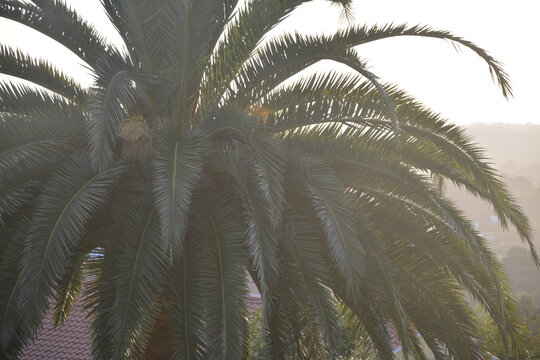 Palmenkrone im Sonnenuntergang in Galicien, Spanien