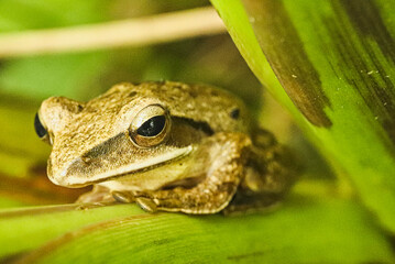 Obraz premium Front view of brown frog resting on plant.