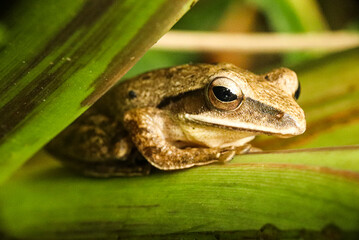 Obraz premium Brown frog resting under a green leaf macro shot.