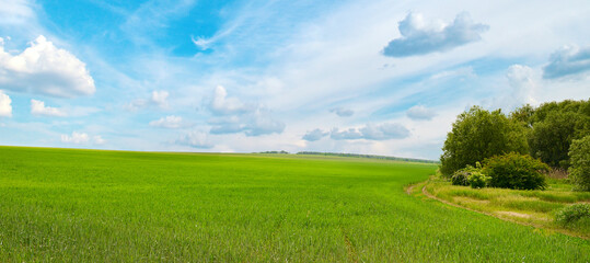 Beautiful Landscape with Wheat Seedlings and Trees along the Horizon under Clear Sky