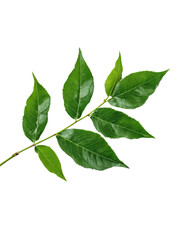 Fototapeta premium A detailed photograph of a green branch with multiple leaves isolated on a transparent background green leaves