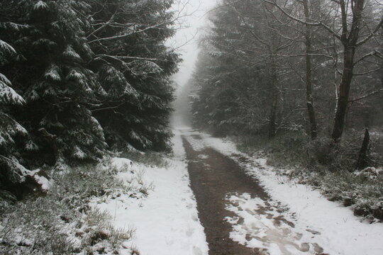 Wanderweg Hochmoor am Hohloh