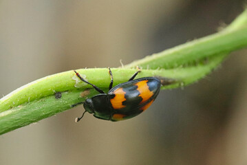 Black beetle with orange patterns on a plant stem.