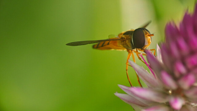 Close-up of hoverfly fon purple flower