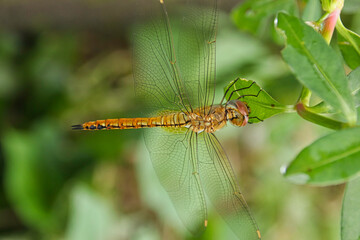 Yellow and black dragonfly perched on lush green leaves.