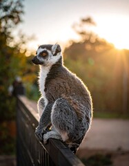 Fototapeta premium A ring-tailed lemur sits perched on a fence, bathed in the warm light of a setting sun. The backdrop glows