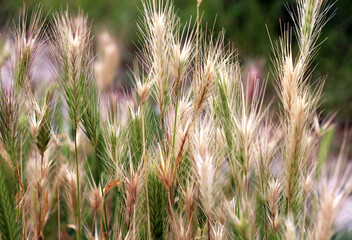 Wild barley (Hordeum murinum) grows in nature
