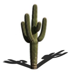 Majestic saguaro cactus stands tall casting a long shadow in the bright desert sun.