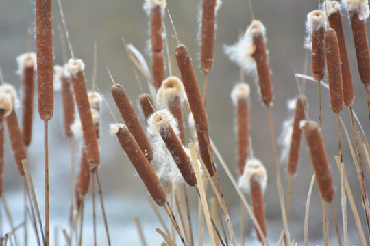 Bullrushes Images – Browse 64,926 Stock Photos, Vectors, and Video ...