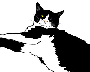 Cute tuxedo cat illustration, hand-drawn black and white kitty character, kawaii fluffy pet isolated on transparent background. © Luci Font