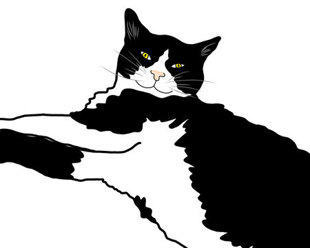 Cute tuxedo cat illustration, hand-drawn black and white kitty character, kawaii fluffy pet isolated on transparent background.