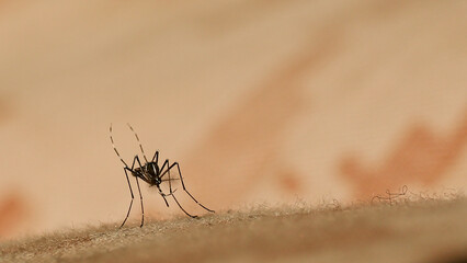 A mosquito on a fabric surface.