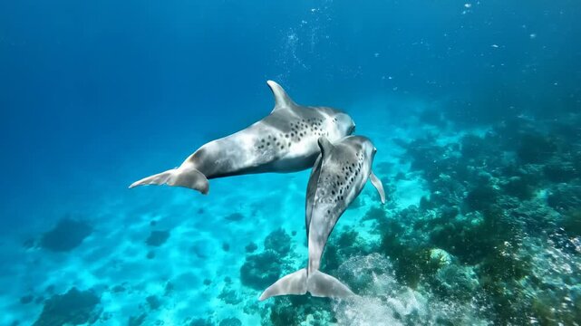 Two dolphins swimming together in the deep blue ocean water.