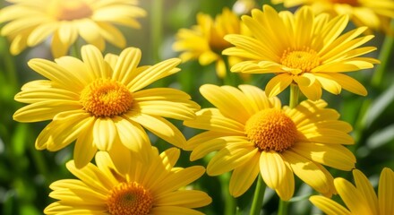 Bright yellow daisies bloom vibrantly in the warm sunlight of a summer garden.