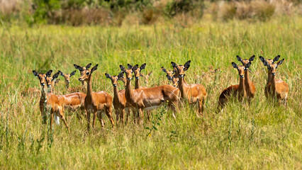 Naklejka premium Alert Impala Breeding Herd in Long Grass