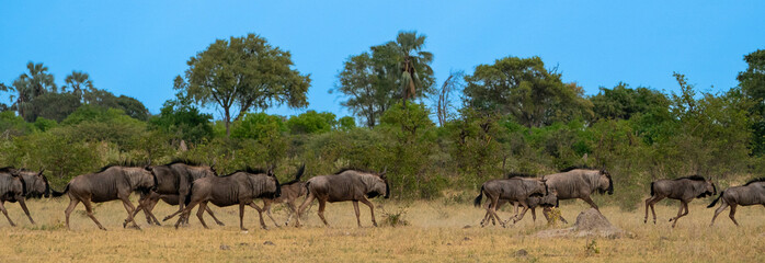 Herd of Blue Wildebeests Galloping Across African Savanna Panorama
