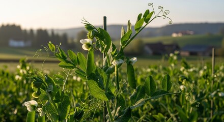 Obraz premium Lush green pea plants with delicate white flowers growing in a sunlit field at dawn.