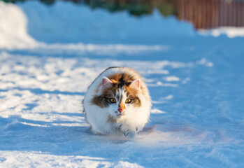 hunters young fluffy california cat sneaking towards camera in snow in winter garden