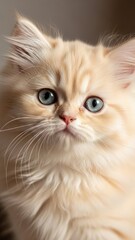 Fototapeta premium Soft orange kitten with blue eyes looking curiously at the camera in a closeup portrait.