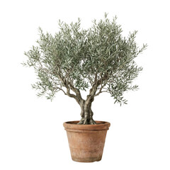 Olive tree in terracotta pot isolated on transparent background © BTG