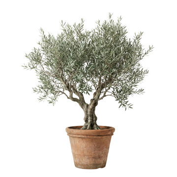 Olive tree in terracotta pot isolated on transparent background