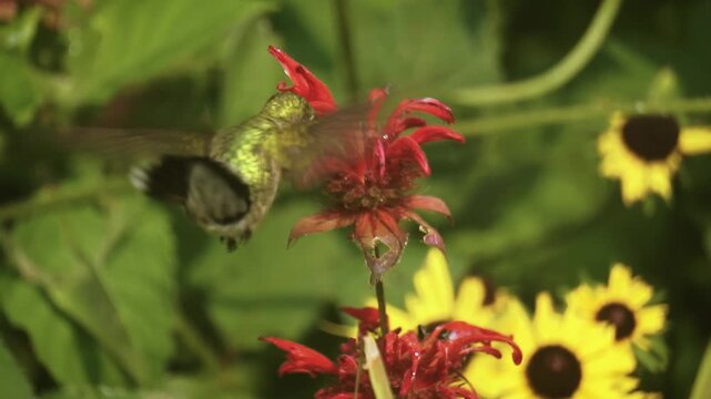 Hummingbird Drinks Nectar From Red Bee Balm Wild Bergamot Flower in Summer Garden Slow-Motion 4K Macro Video | Maine, United States, North America 