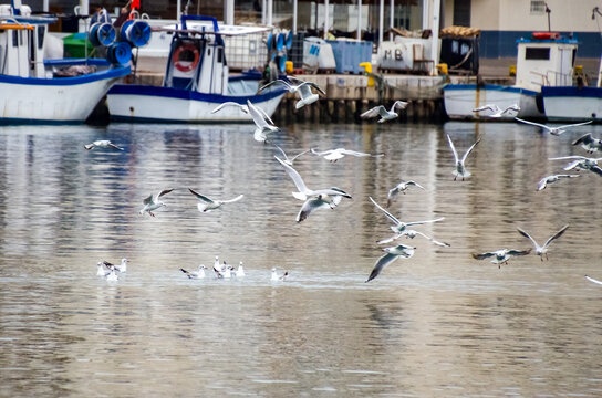 Gaviotas en el puerto de Gand&iacute;a
