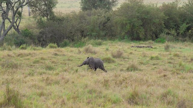 Adorable baby elephant joyfully running and stumbling through grassy plain of serengeti to reunite with its protective family herd. Wildlife behavior in its natural habitat in national park
