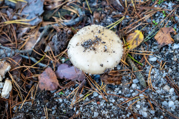 grzyb biały © Grzegorz