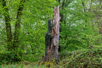 spróchniałe drzewo bluszcz © Grzegorz