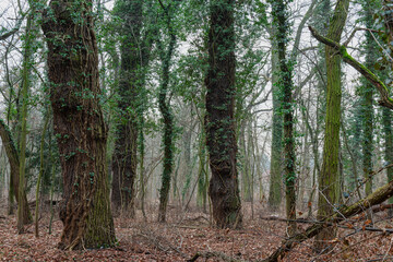 Liściasty las w zimowy, bezśnieżny dzień. Ziemię pokrywa warstwa brązowych, martwych liści. Pnie drzew oplątane są pędami wysokiego bluszczu posiadającego w koronach drzew zielone liście. © boguslavus