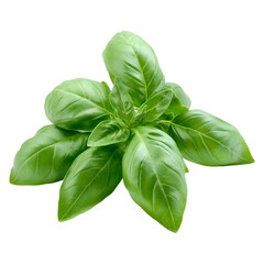 Fototapeta premium Fresh green basil leaves bunch isolated on transparent background