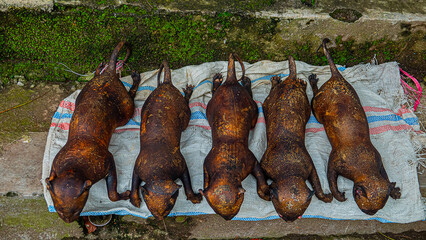 Wet Asian markets.Food tastes disgusting to European.But it's poor country.They eat everything.Providing population with normal food global problem.Fried edible cats breed ready for consumption. ID © max5128