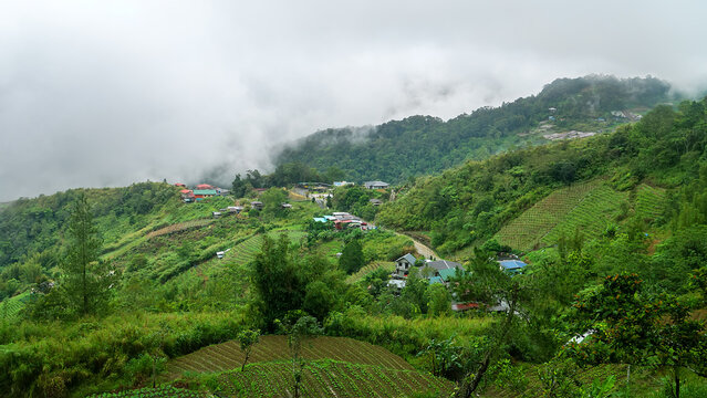Olericulture. Tropical vegetable farming, open-ground vegetable growing. Cabbage, spinach and pumpkin plantations amidst the rainforests of Borneo Island, Malaysia. Missionary see