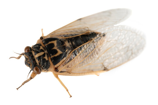 Manniferous cicada (Tibicen plebeja, Lyristes plebejus) from the steppe part of Crimea, Kerch Peninsula. Isolated on white background. Macro
