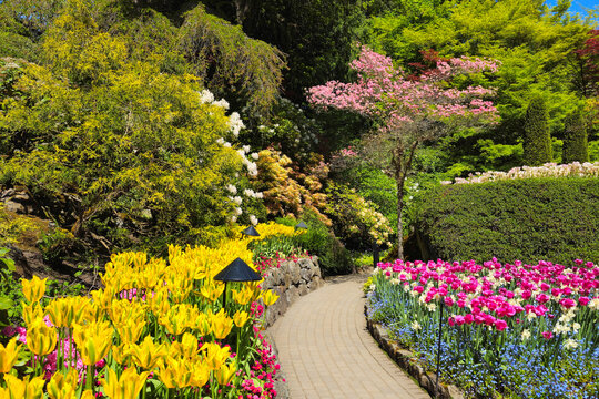 Colorful tulips flowers and lush trees and plants of the beautiful Butchart Gardens, Victoria, Canada during spring