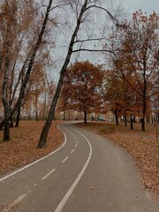 Obraz premium A fairytale autumn forest with trees, a beautiful view, and clean air in nature