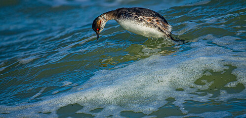 Fototapeta premium The black-necked grebe (Podiceps nigricollis) is wintering in the shallow Sea of Azov. An intermediate plumage between winter and breeding. The moment of diving for food