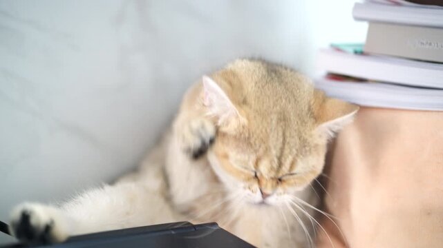 Cute Cat with Golden Fur and Raised Paw Sleeping and Relaxing at Home, Adorable Pet Resting Near Books, Soft Light Cozy Interior, Playful Animal Closeup, Peaceful Gentle Calm Atmosphere