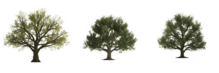 Oak tree isolated on white background, standing on white floor &ndash; Quercus spp., temperate oak, English oak, red oak, white oak, hardwood tree, ornamental oak, garden oak, oak leaves, oak forest tree ph