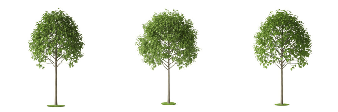 Peepal tree isolated on white background, standing on white floor &ndash; Ficus religiosa, sacred fig tree, Bodhi tree, Indian Peepal, tropical tree, medicinal tree, Peepal leaves, garden Peepal, ornamental