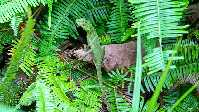 A tropical variable lizard (Calotes) under the canopy of a rain forest among ferns. The island of Borneo. Malaysia