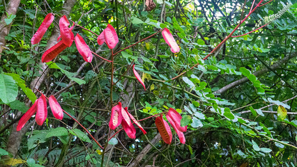 These are the fruits of a plant of spiny holdback (Tara spinosa) from the legume family. On Borneo it cultivated as ornamental plant and source of tannins © max5128